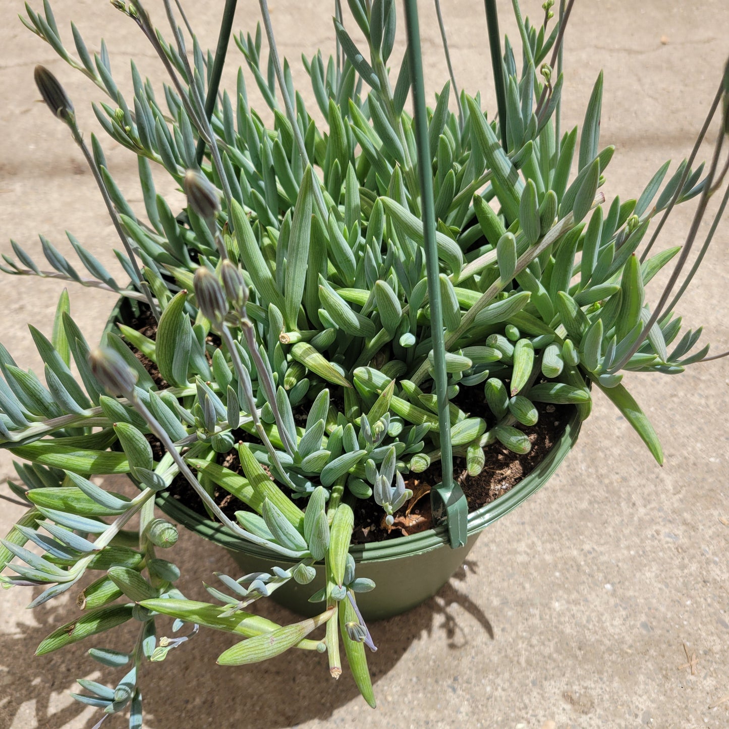 Senecio radicans Hybrid 'Fish Hooks'
