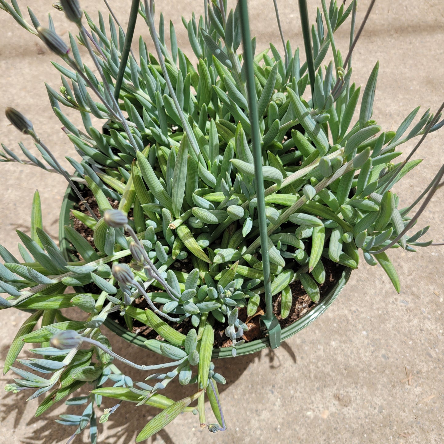Senecio radicans Hybrid 'Fish Hooks'