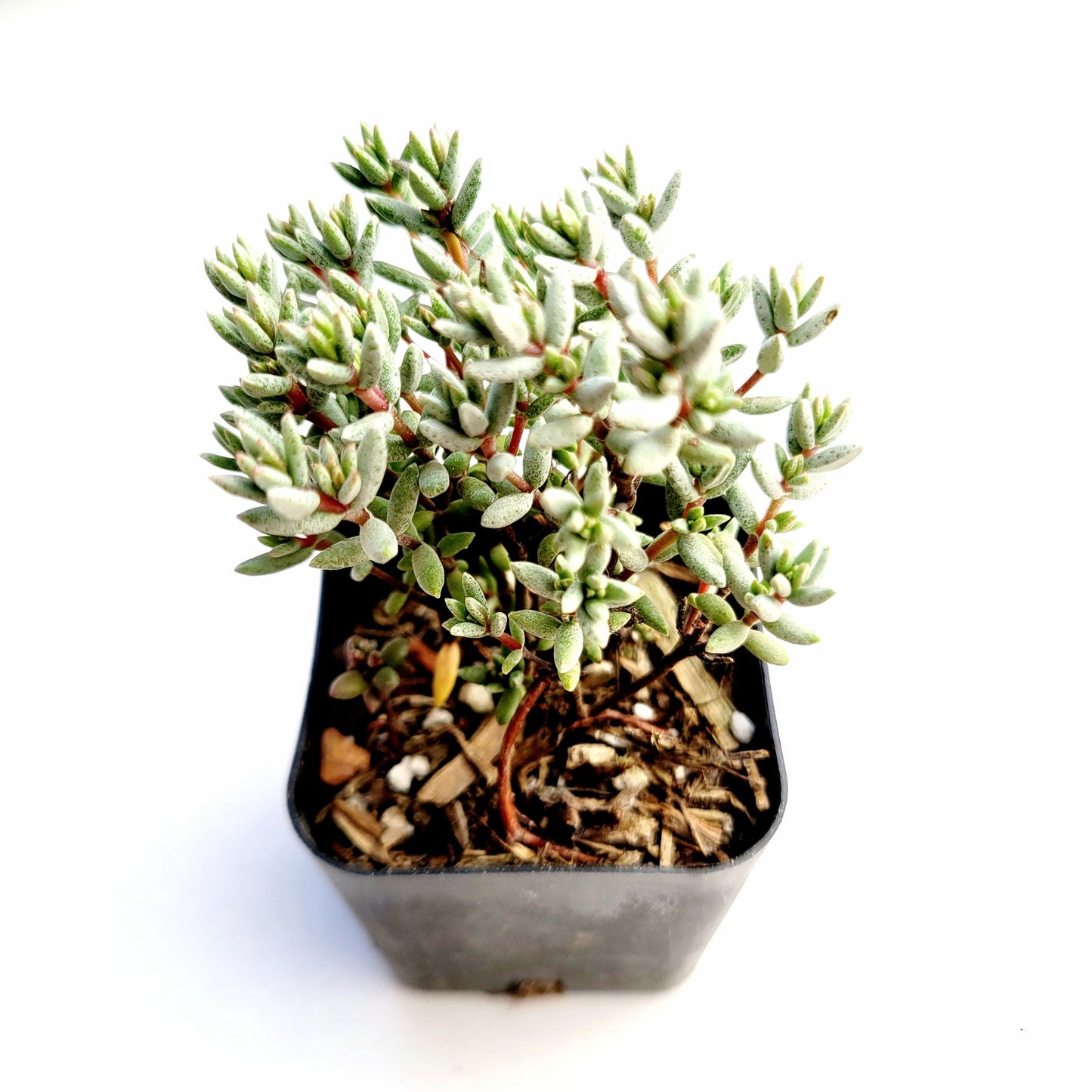 Crassula biplanata