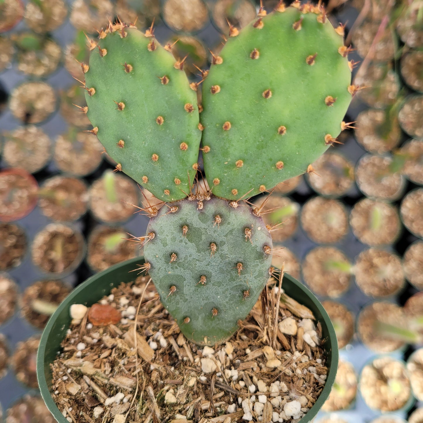 Opuntia santarita Santa Rita Purple Prickly Pear Cactus