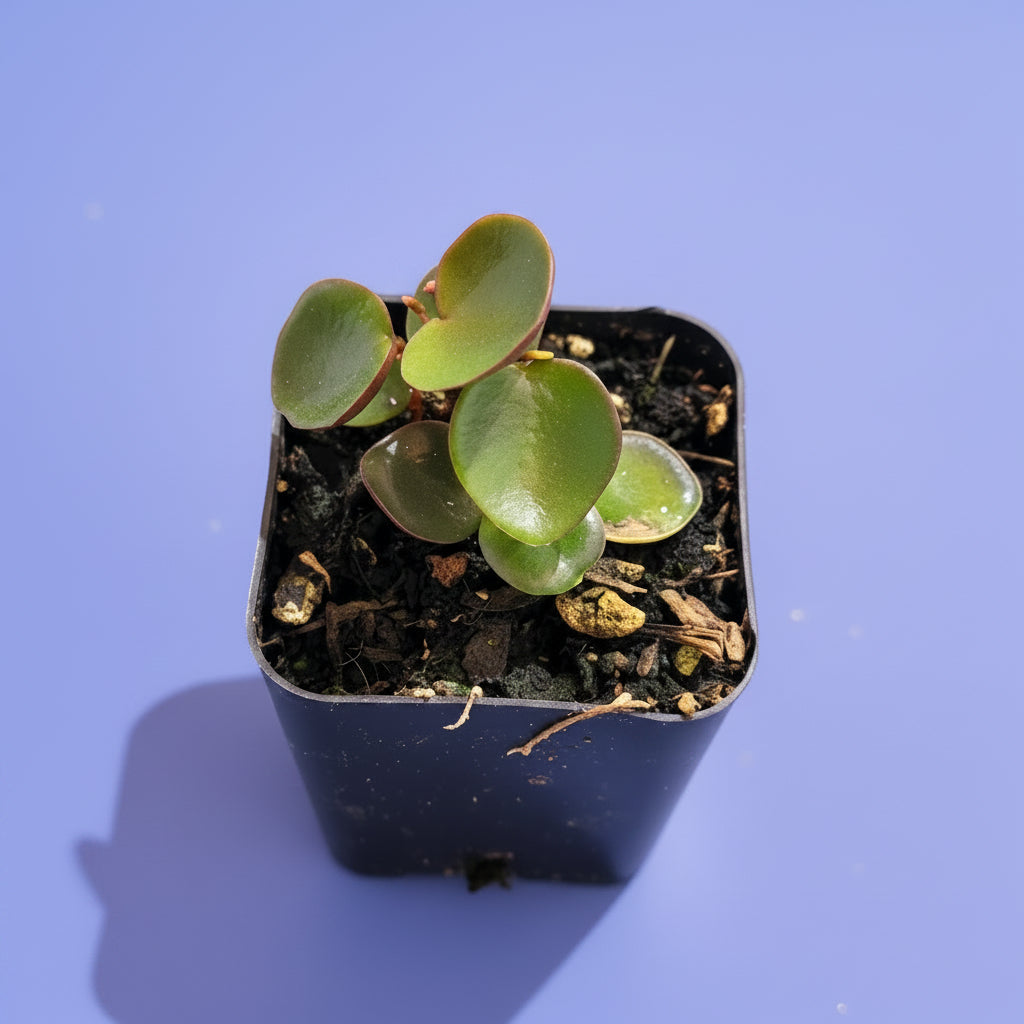 Peperomia 'Ruby Cascade'