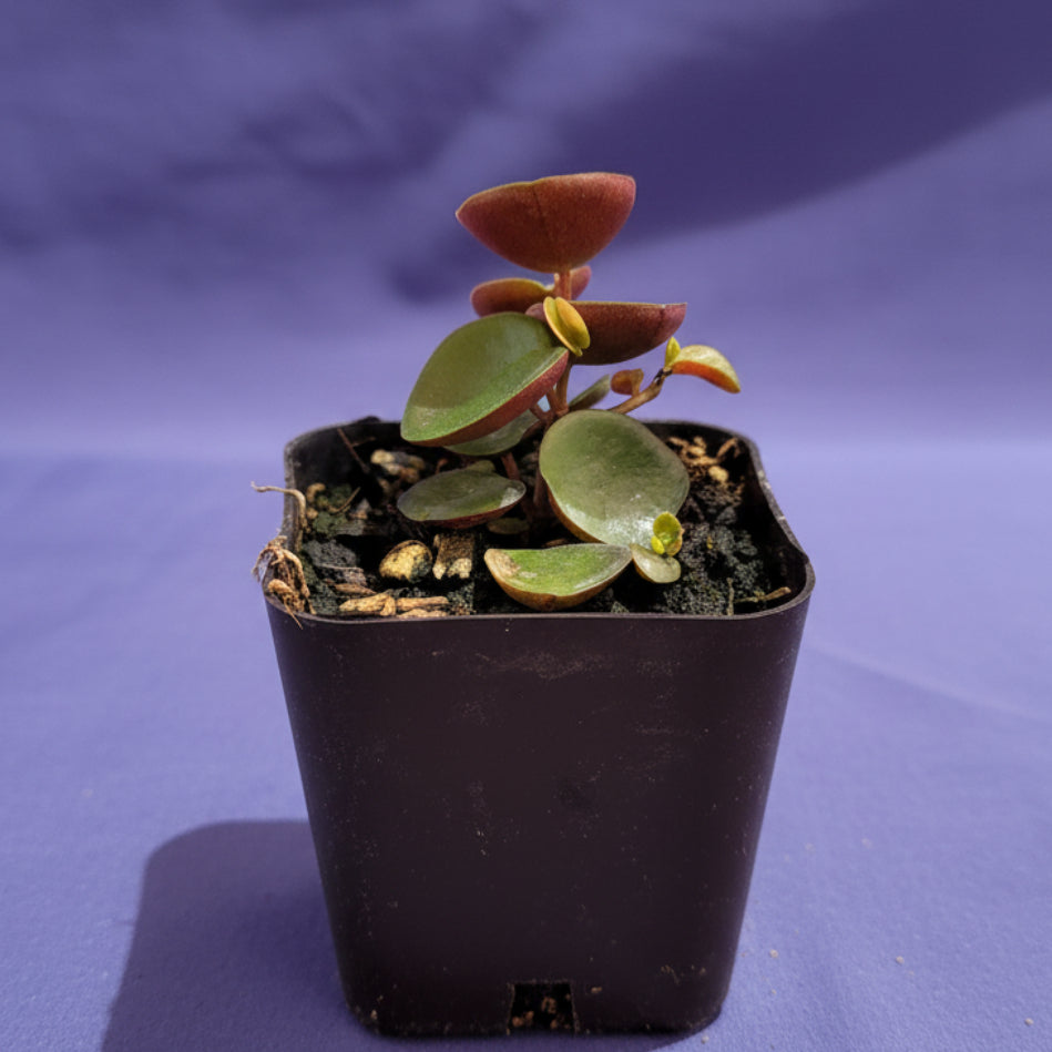 Peperomia 'Ruby Cascade'