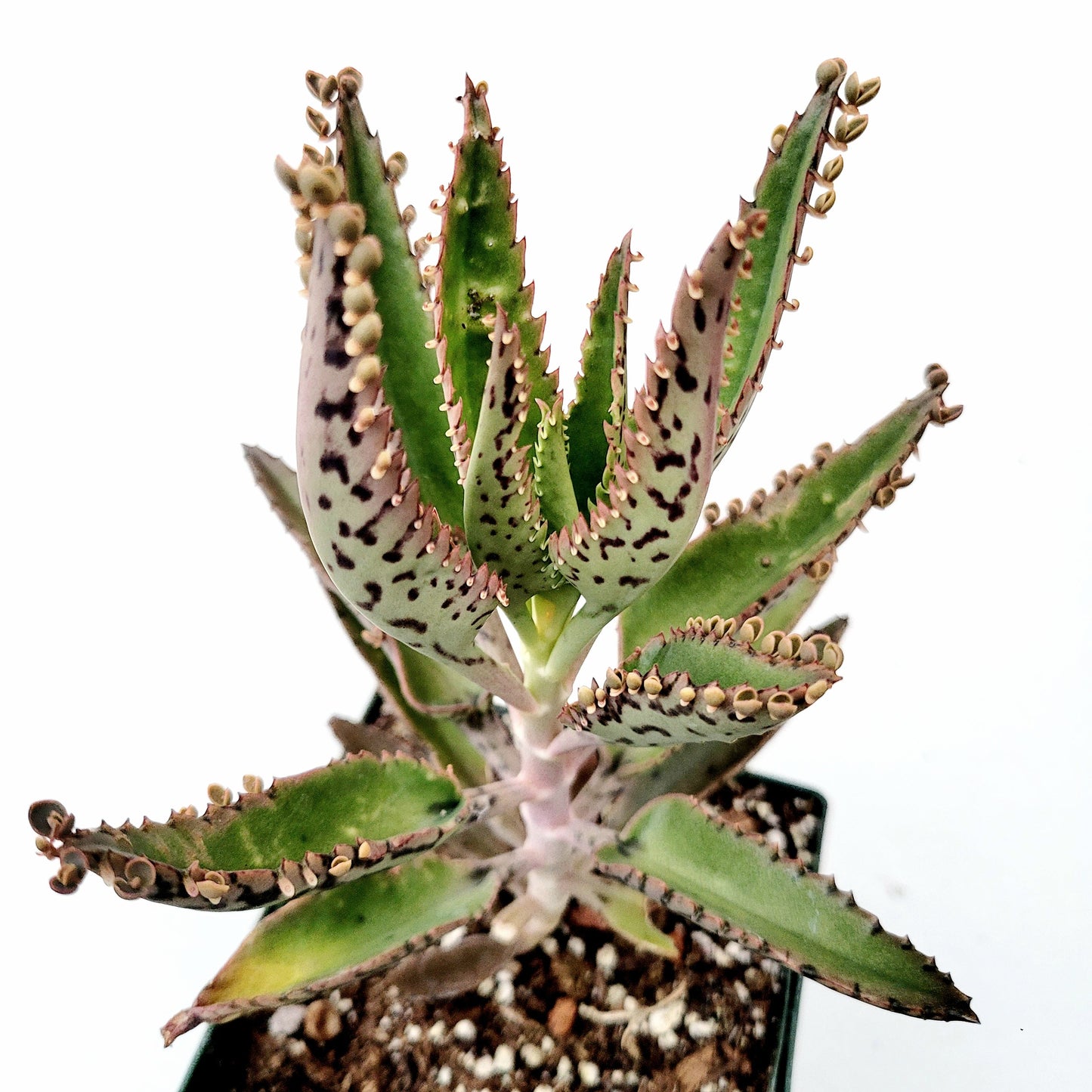 Kalanchoe tubiflora 'Mother of Millions'
