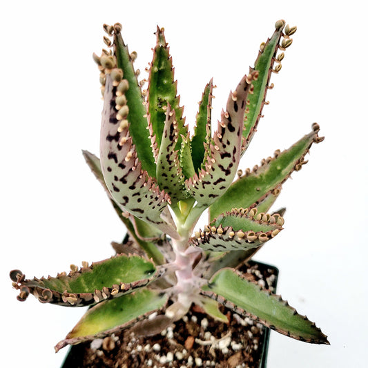 Kalanchoe tubiflora 'Mother of Millions'