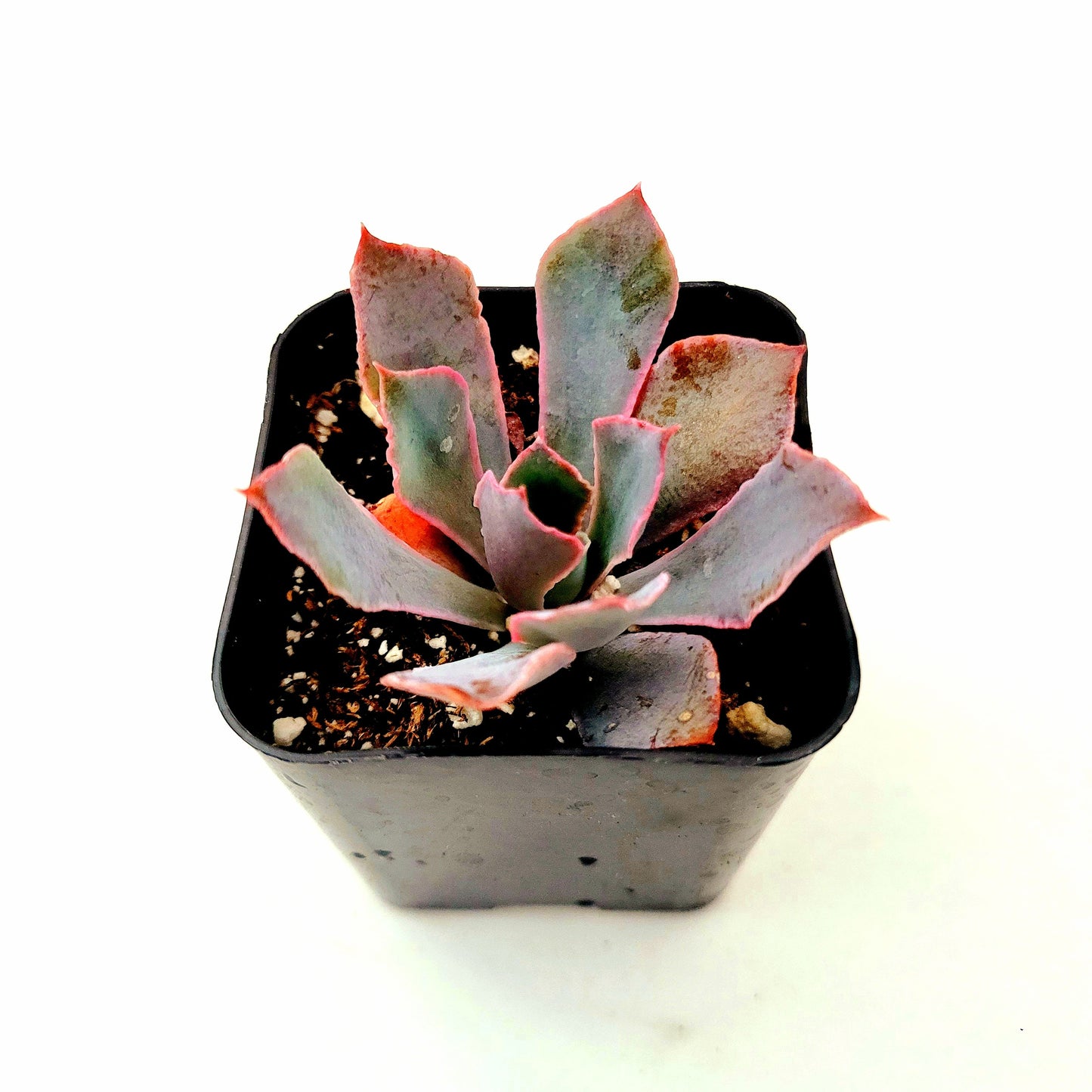 Echeveria 'Neon Breakers'