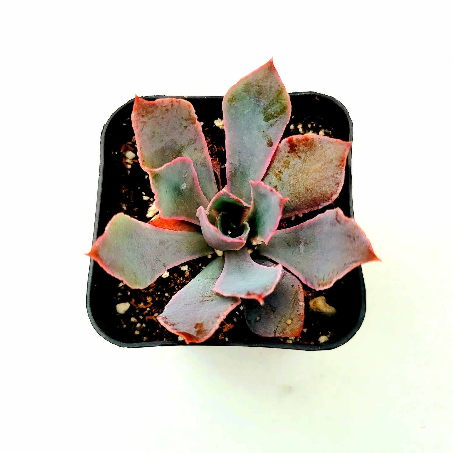 Echeveria 'Neon Breakers'