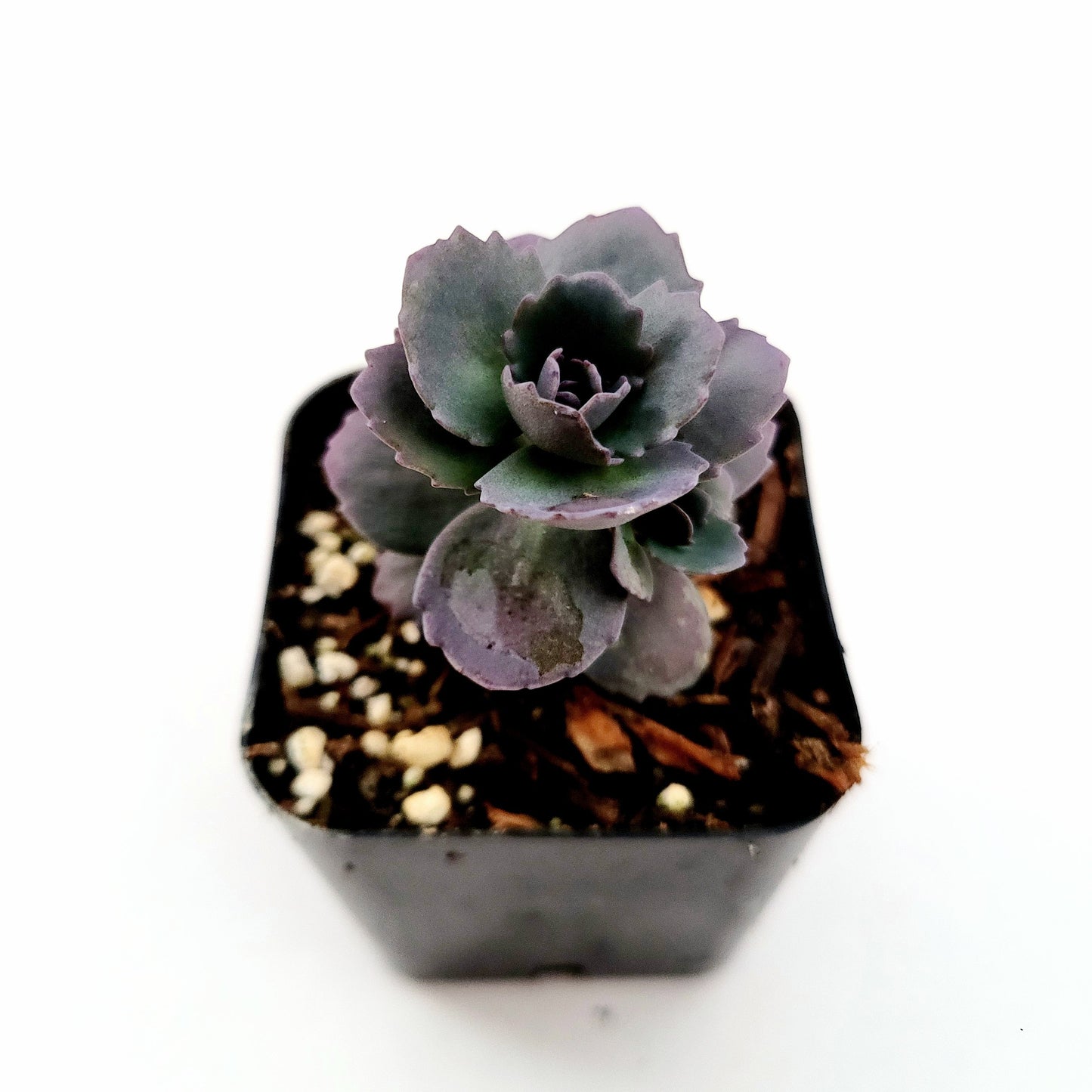 SunSparkler® Sedum 'Blue Pearl'