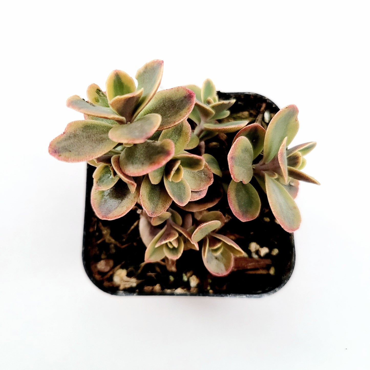 SunSparkler® Sedum 'Wildfire'