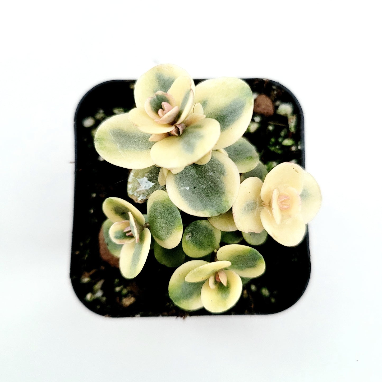 SunSparkler® Sedum 'Lime Twister'