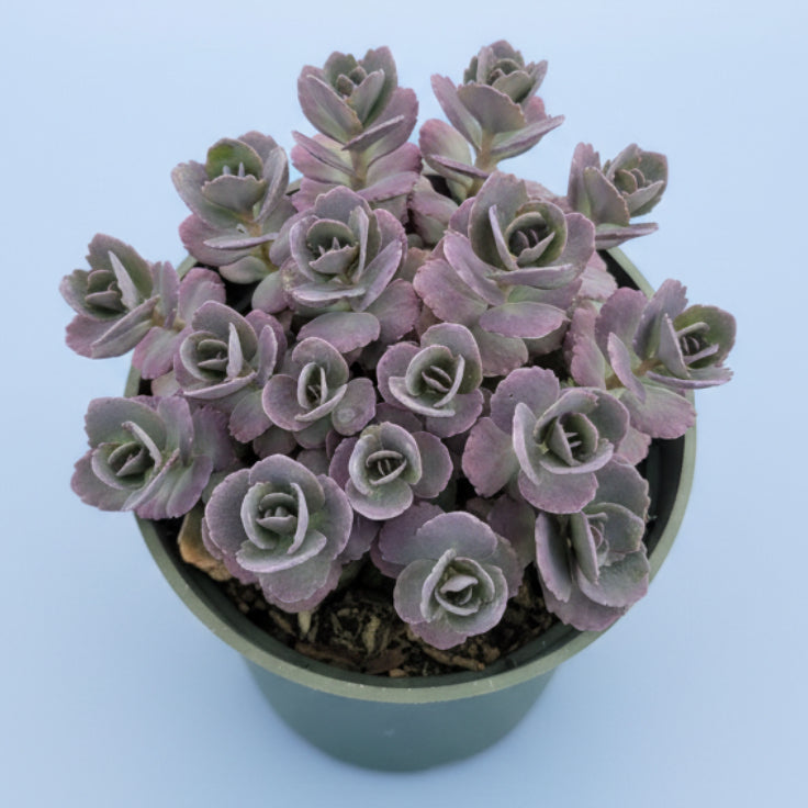 SunSparkler® Sedum 'Blue Pearl'