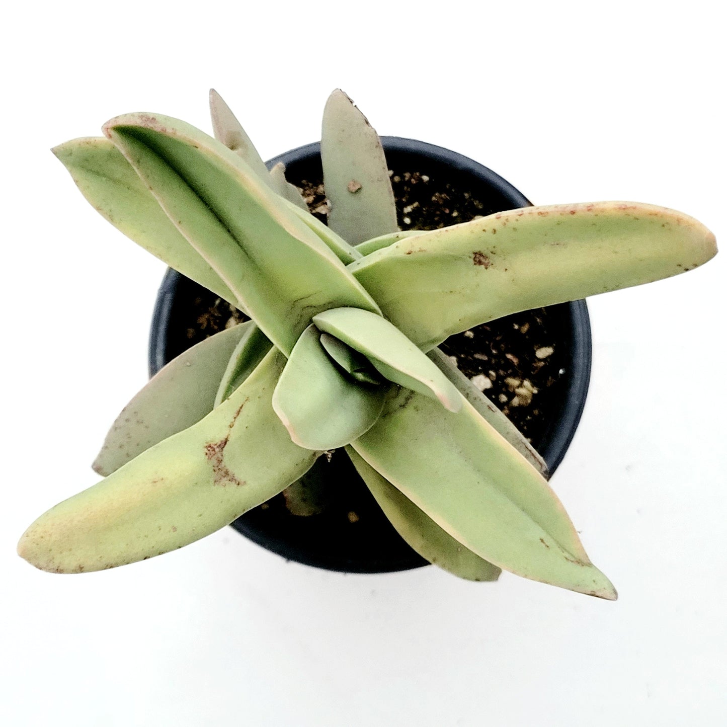 Crassula falcata 'Propeller Plant'