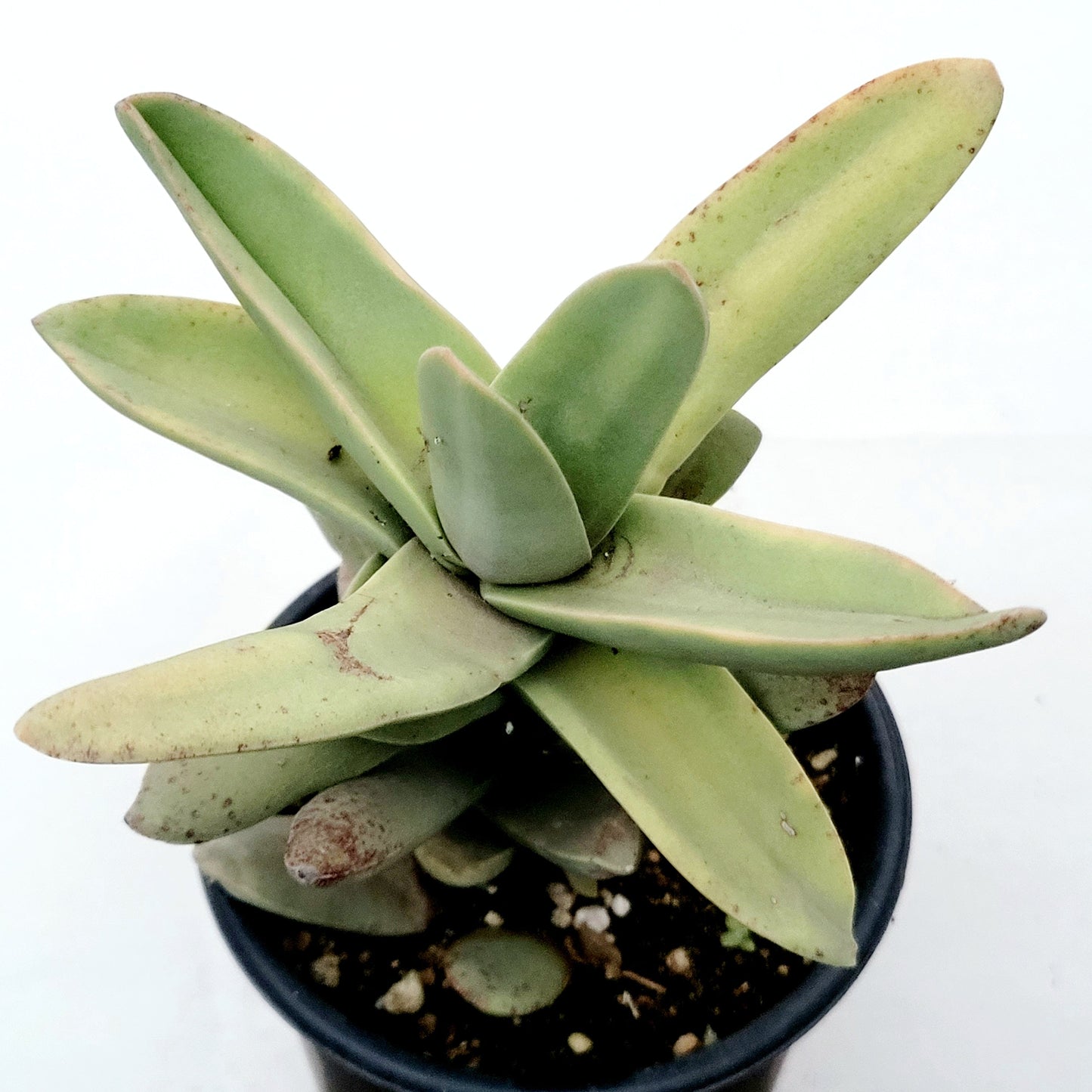Crassula falcata 'Propeller Plant'