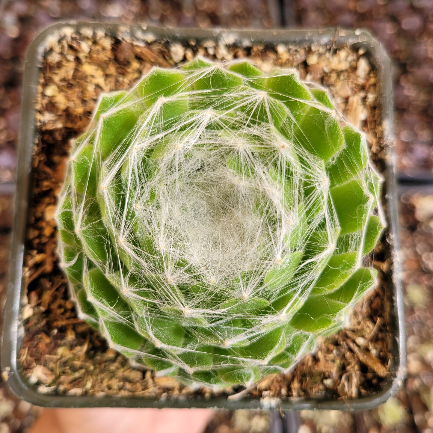 Sempervivum 'Hurricane'