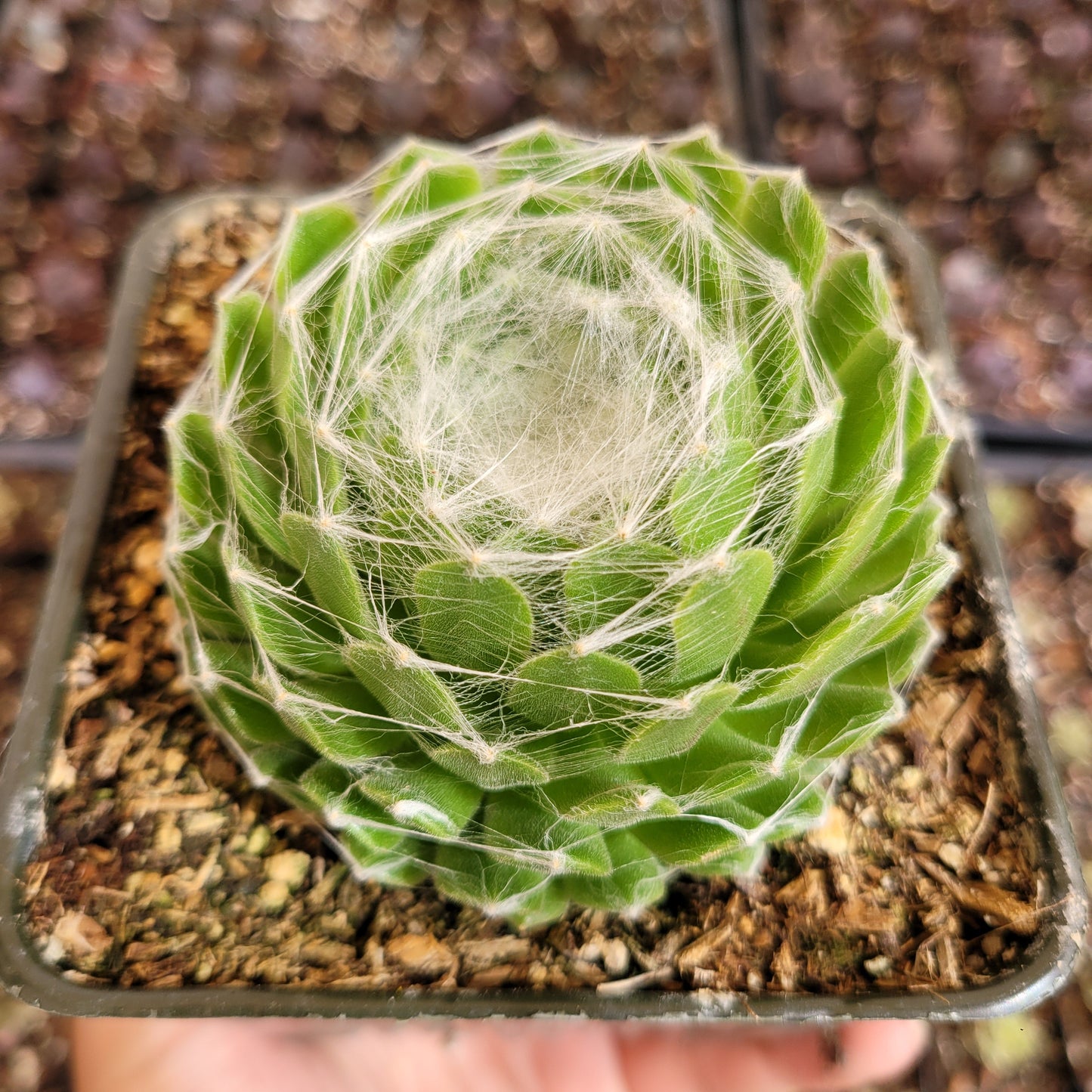 Sempervivum 'Hurricane'