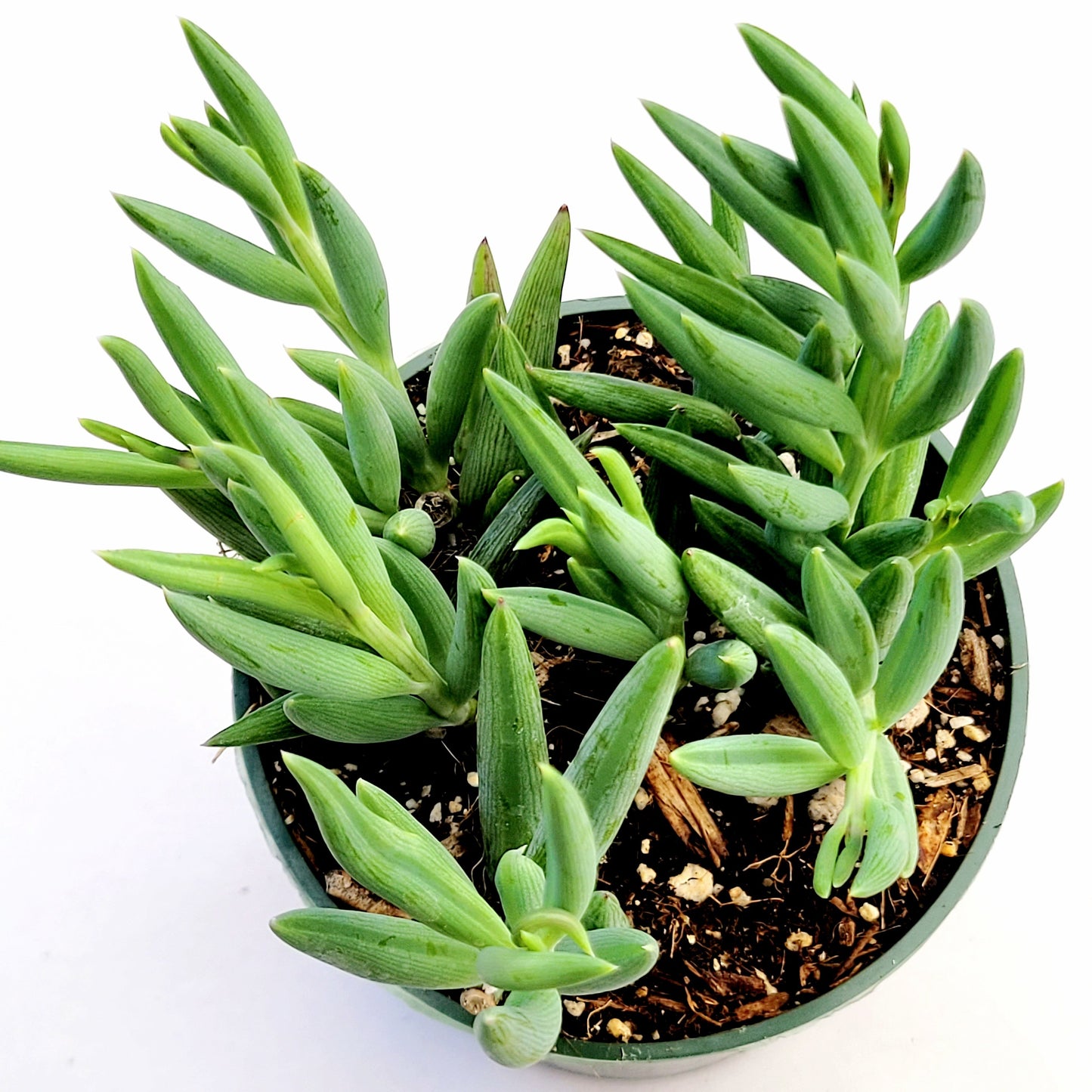 Senecio radicans Hybrid 'Fish Hooks'