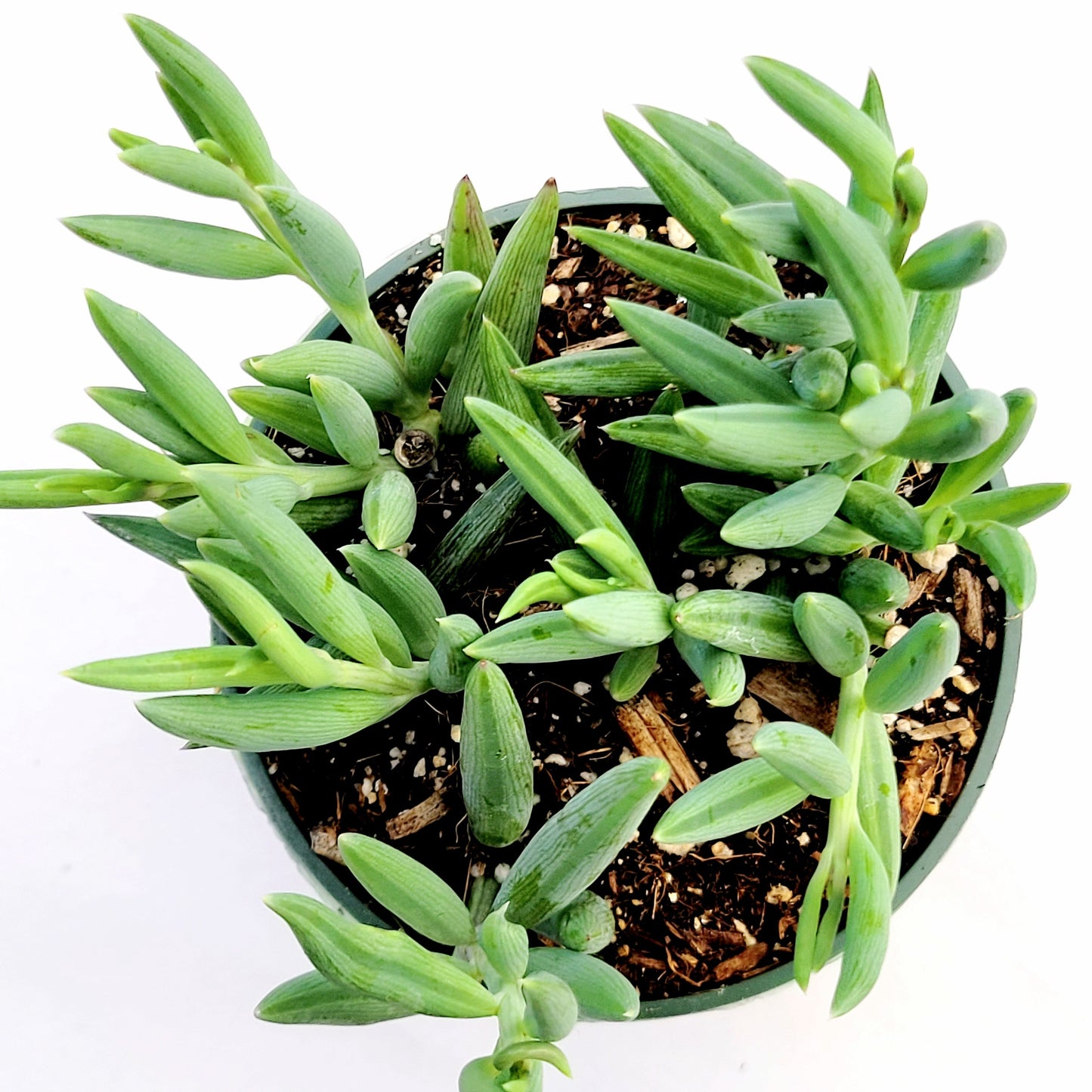 Senecio radicans Hybrid 'Fish Hooks'