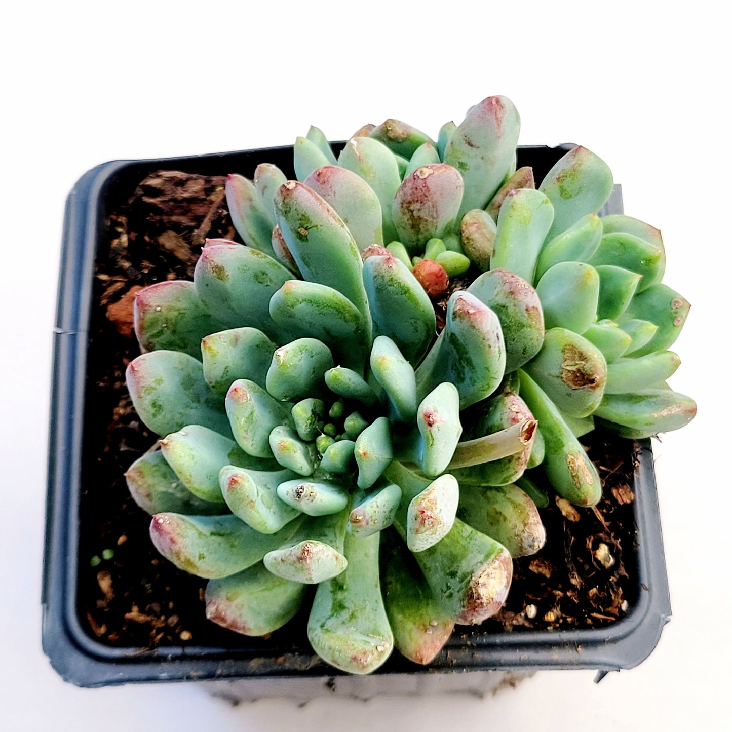 Sedeveria 'Blue Elf'