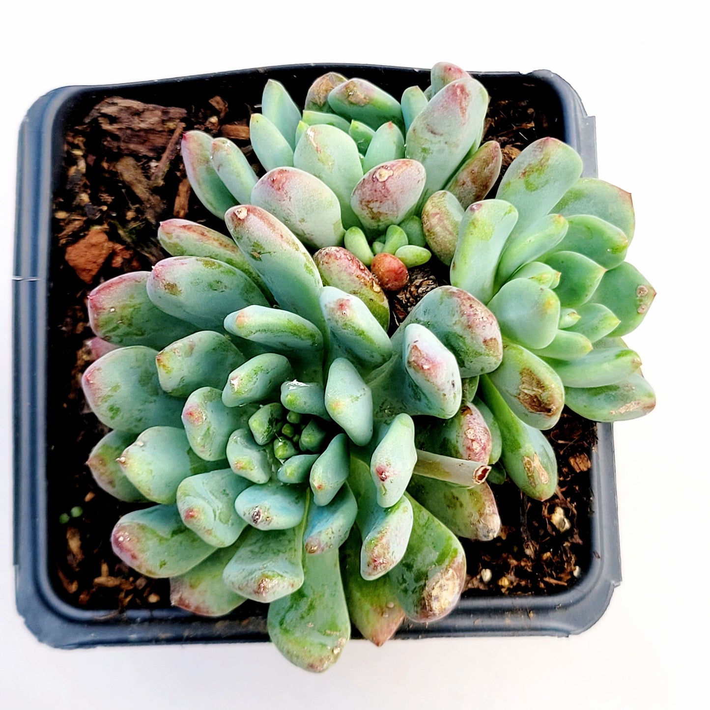 Sedeveria 'Blue Elf'