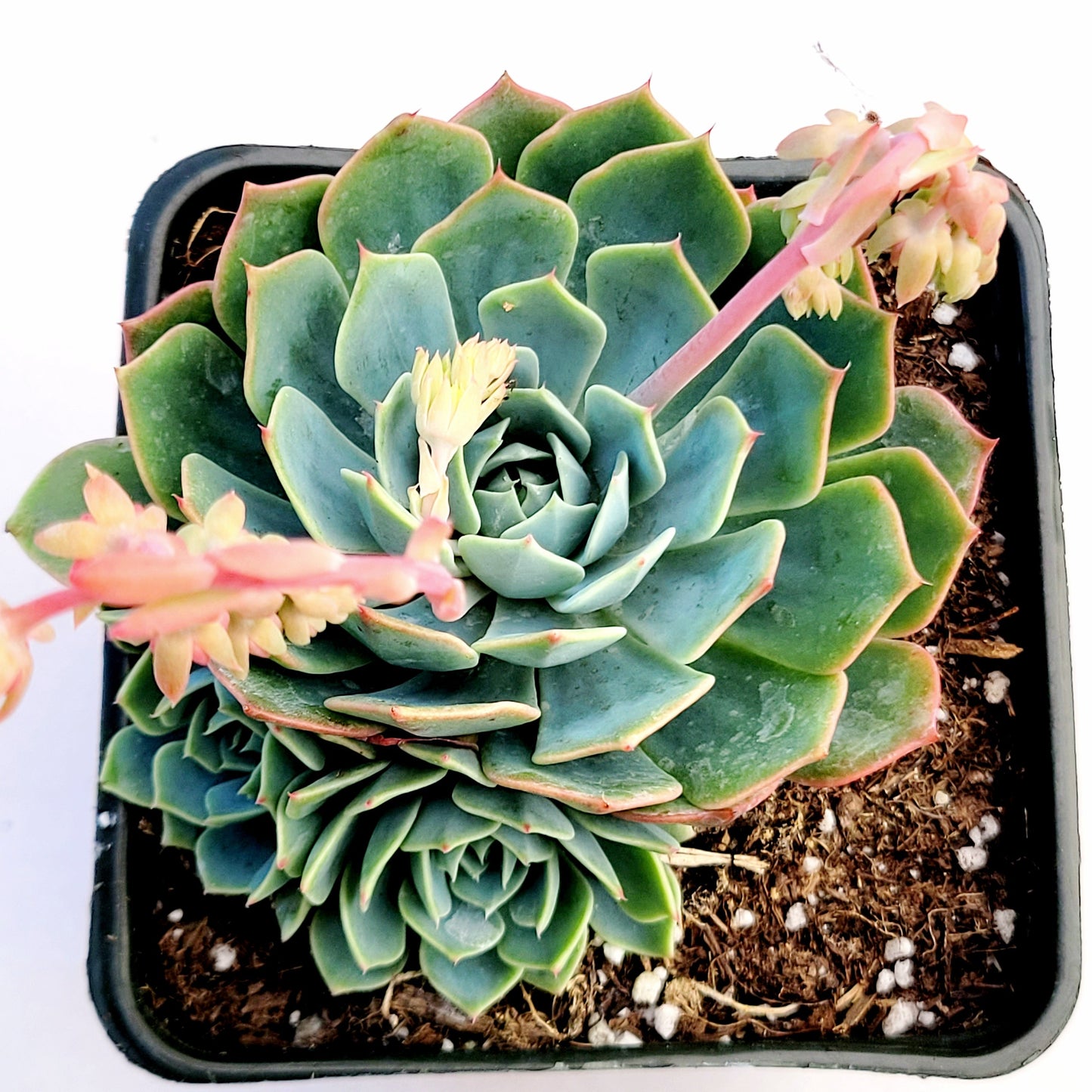 Echeveria subalpina