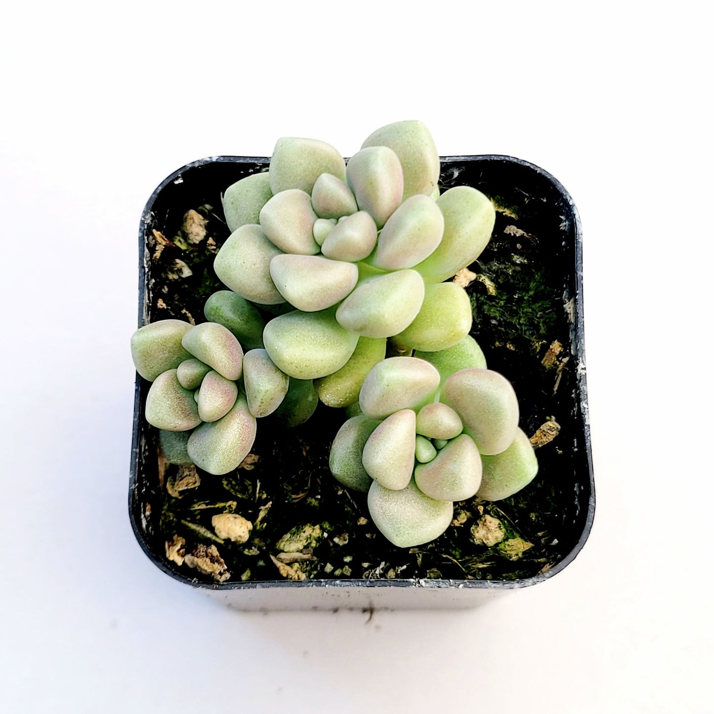 Graptoveria mendozae [Fragile]