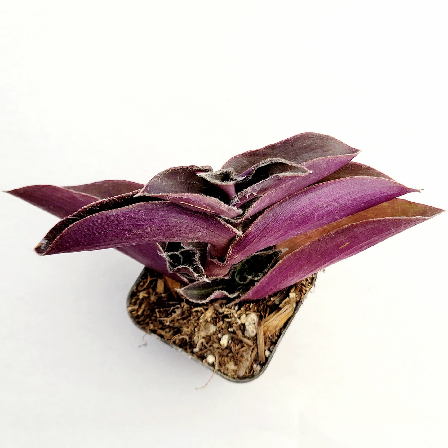 Tradescantia pallida 'Pale Puma' Wandering Dude