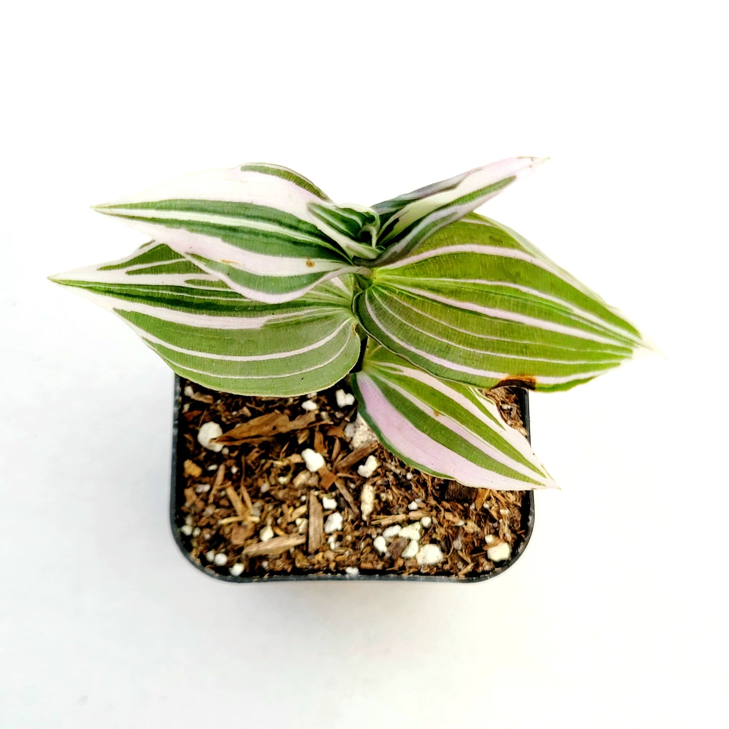 Tradescantia fluminensis Variegata Wandering Dude