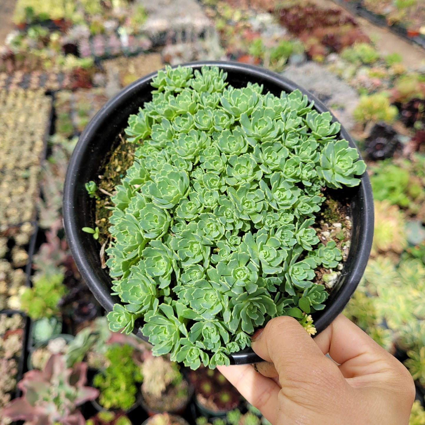 Sedum Pachyclaudos “White Diamond”