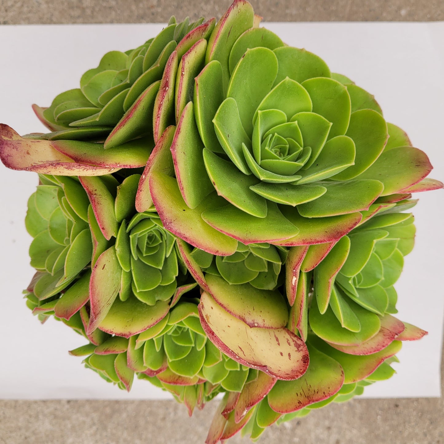 Aeonium urbicum ‘Salad Bowl’