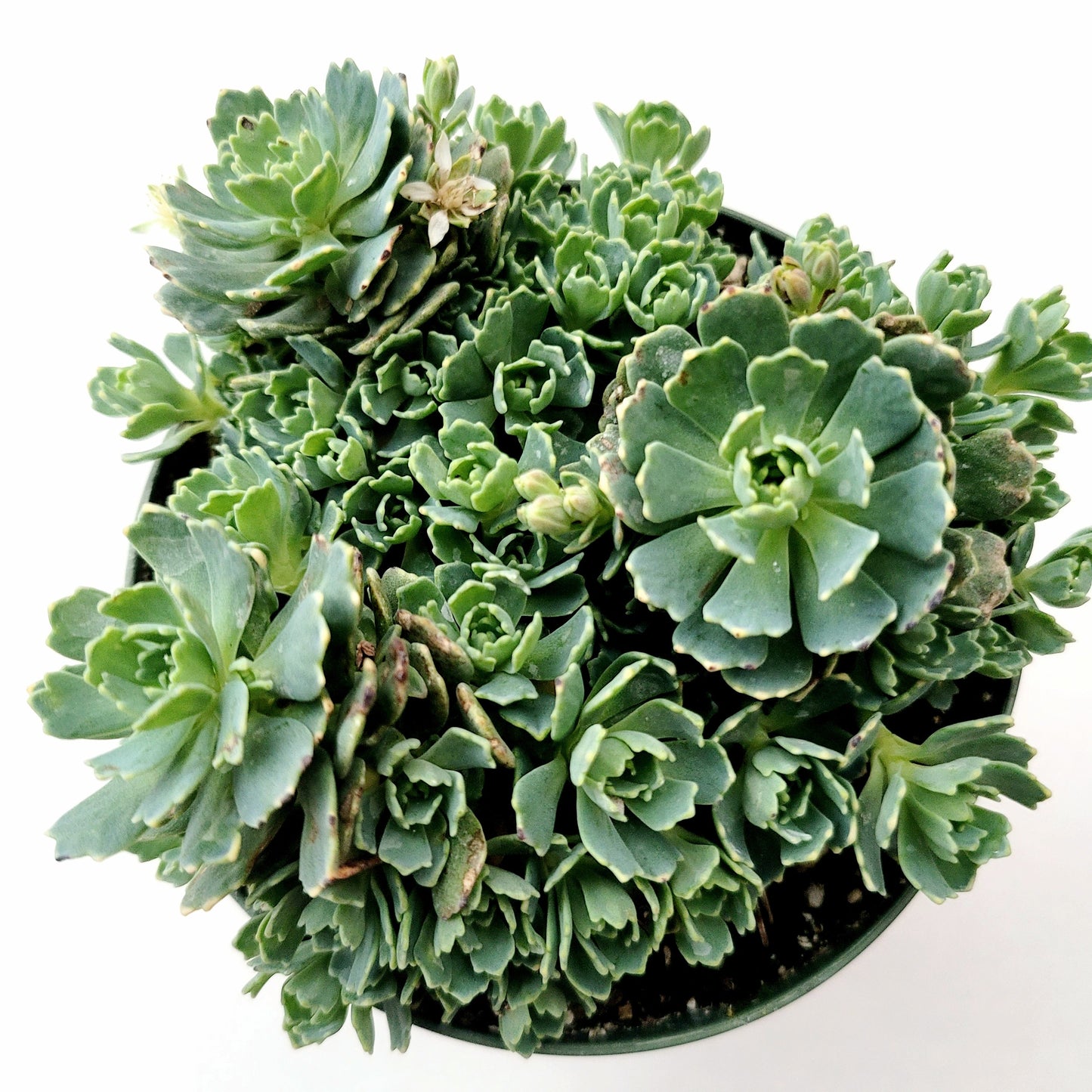 Sedum Pachyclaudos “White Diamond”