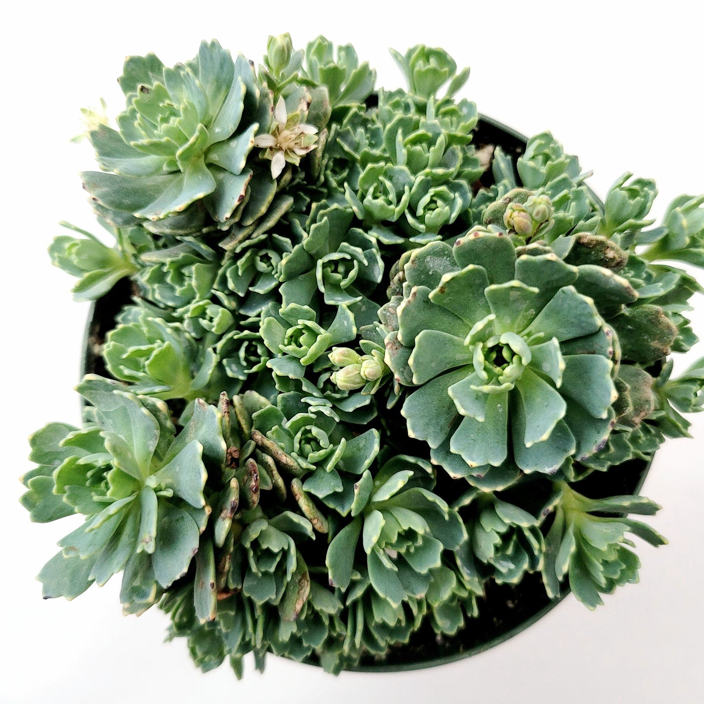 Sedum Pachyclaudos “White Diamond”