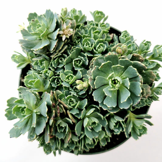 Sedum Pachyclaudos “White Diamond”