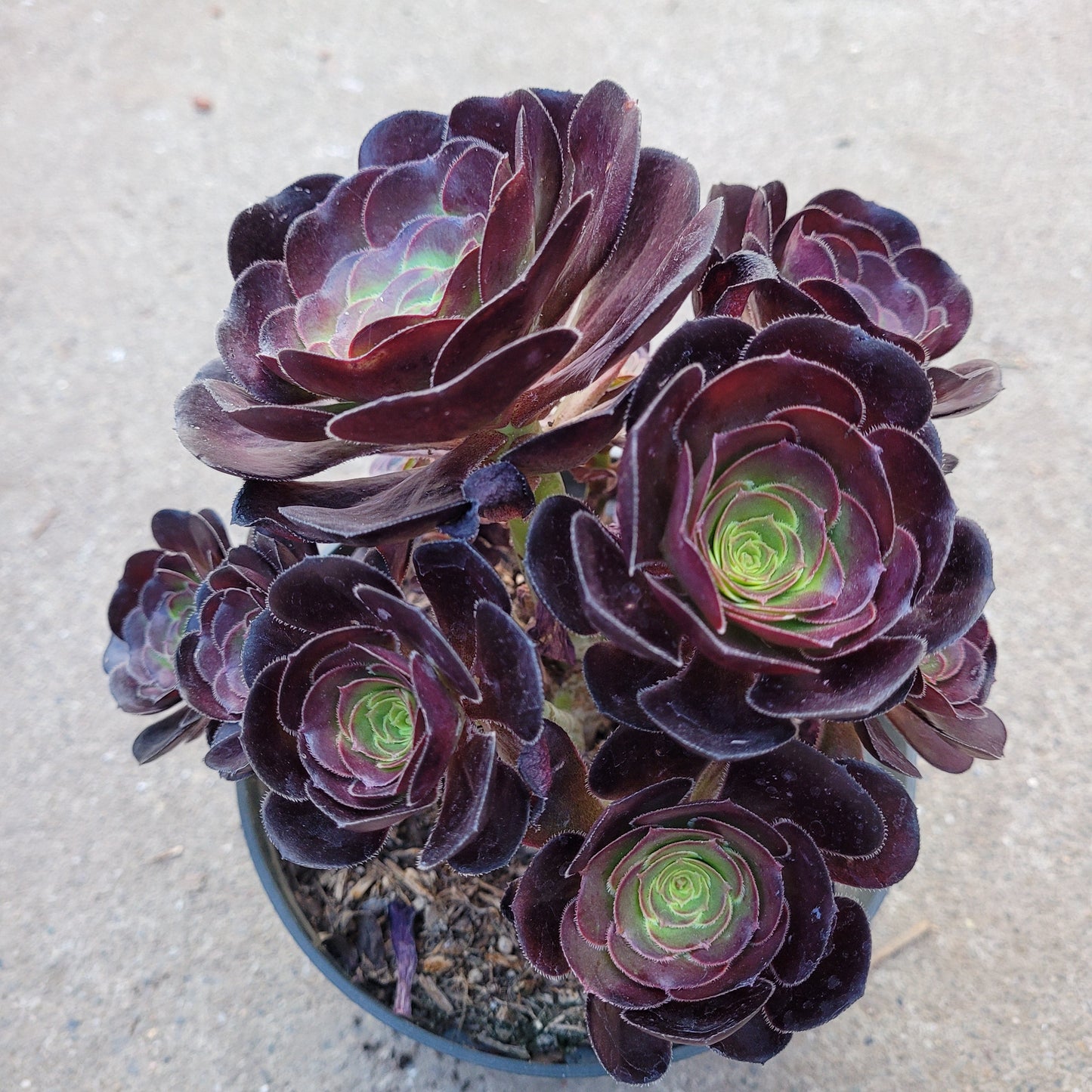 Aeonium 'Voodoo' - Giant Red Aeonium