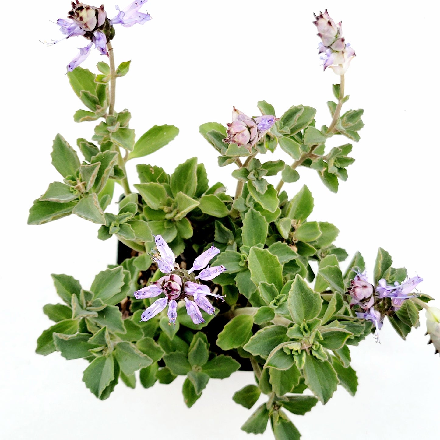 Plectranthus neochilus - Lobster Flower