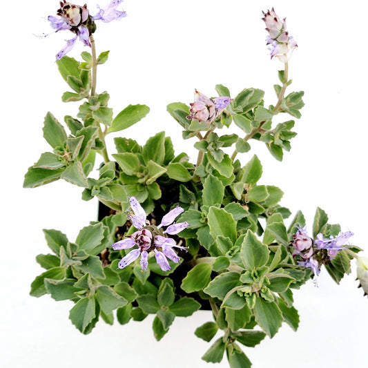 Plectranthus neochilus - Lobster Flower