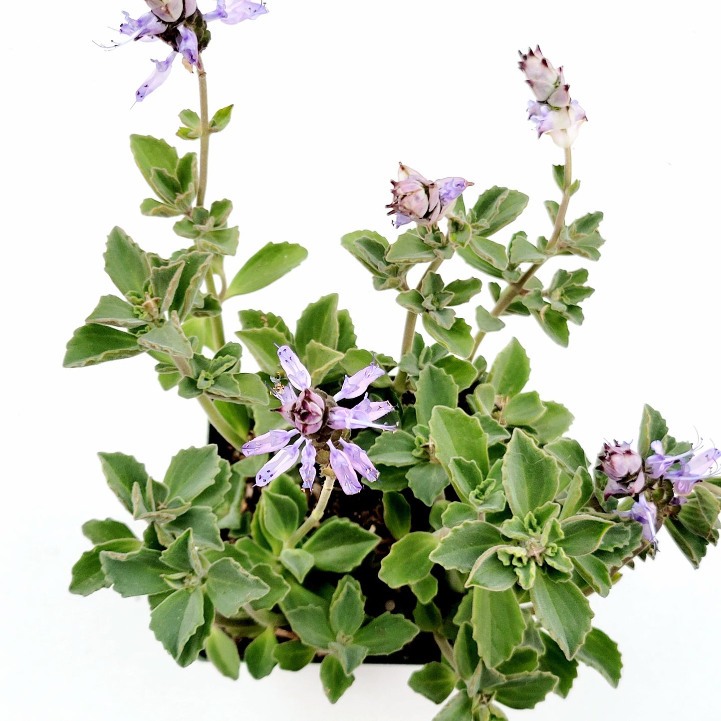 Plectranthus neochilus - Lobster Flower