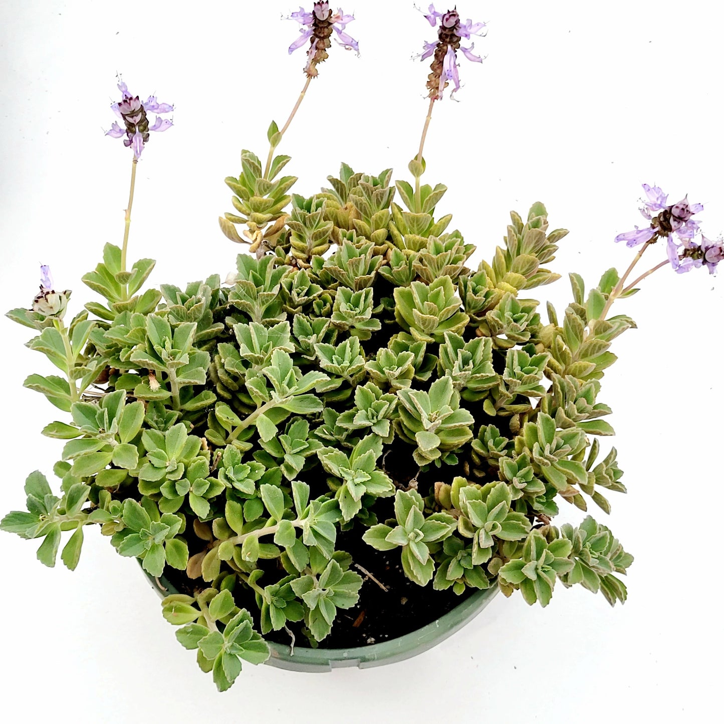 Plectranthus neochilus - Lobster Flower