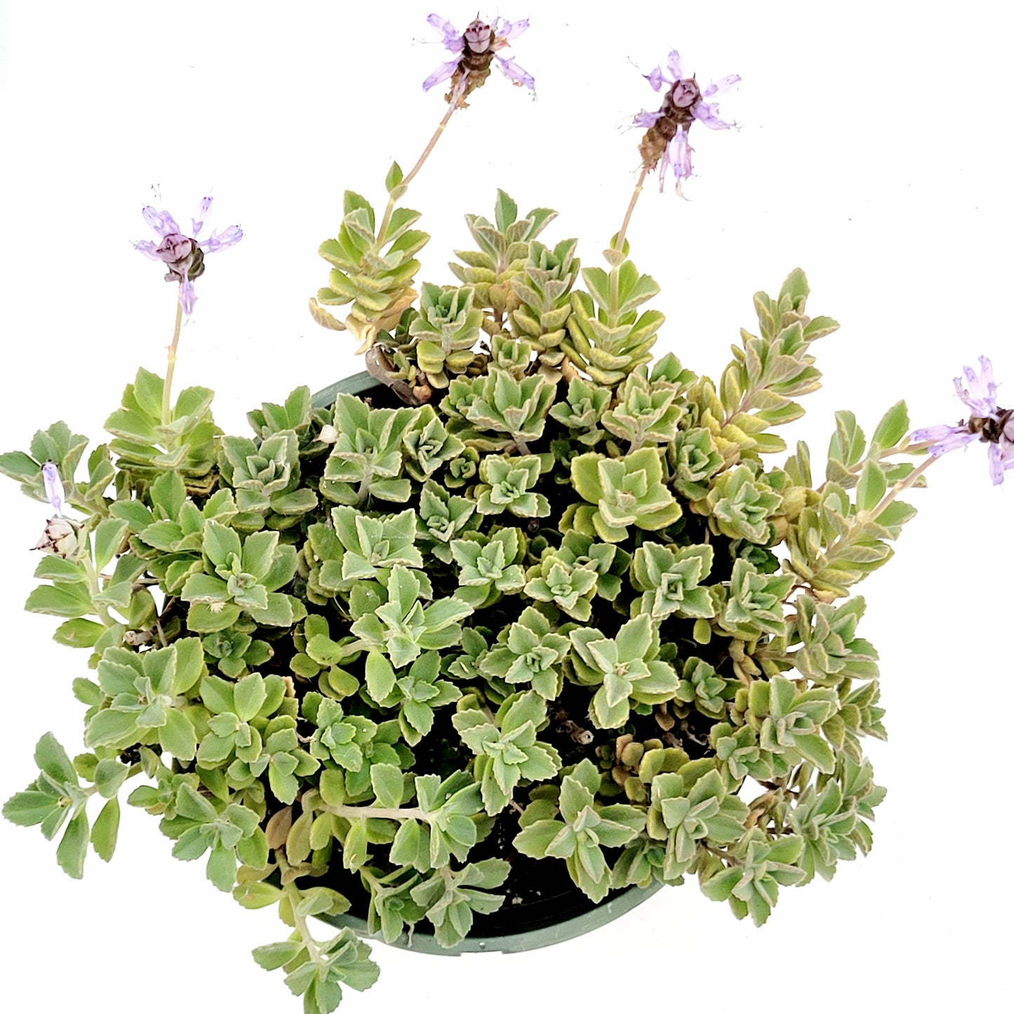 Plectranthus neochilus - Lobster Flower