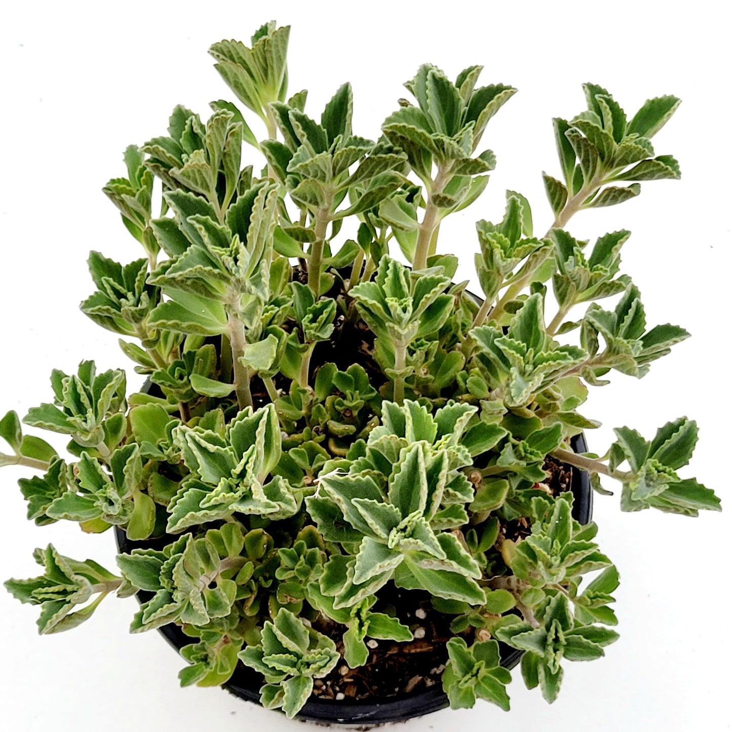 Plectranthus neochilus - Lobster Flower