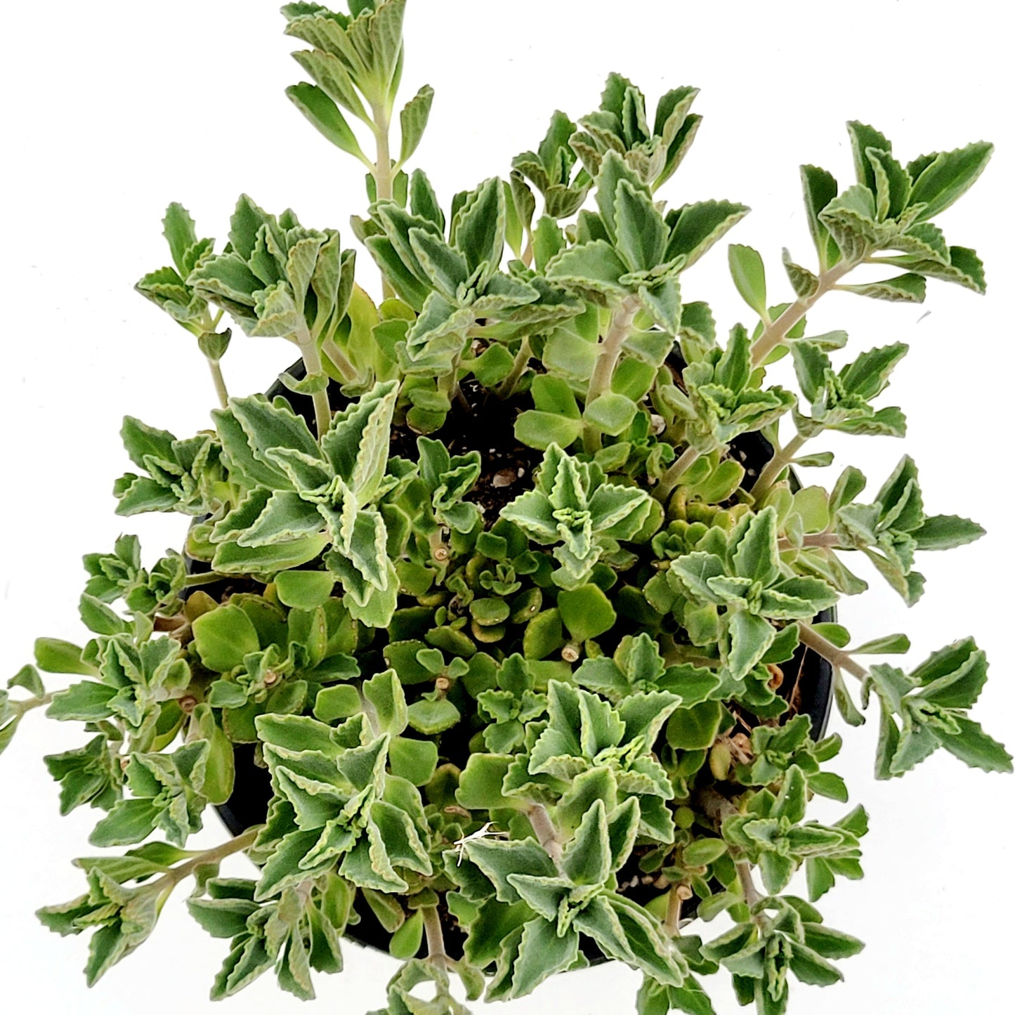 Plectranthus neochilus - Lobster Flower