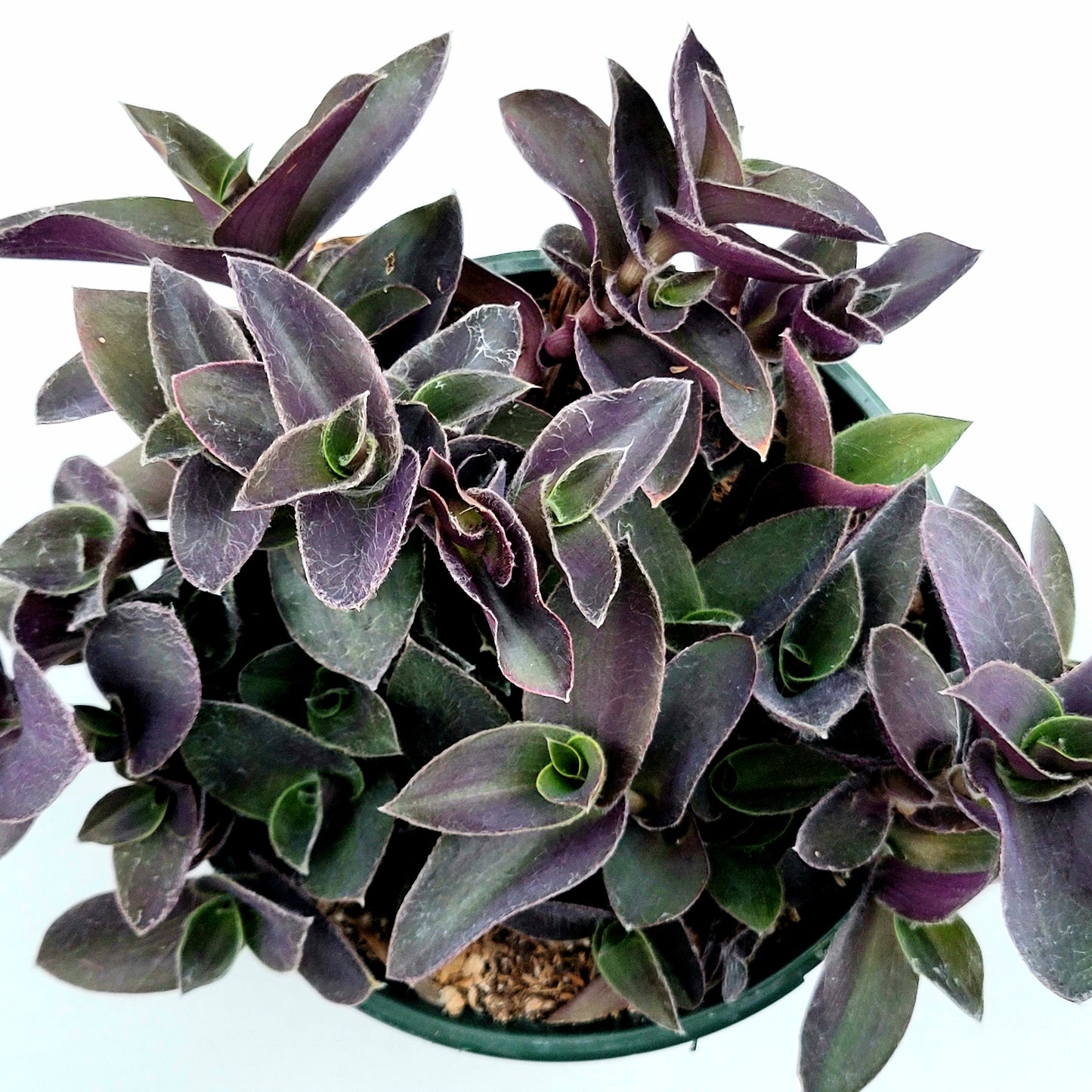Tradescantia pallida 'Pale Puma' Wandering Dude