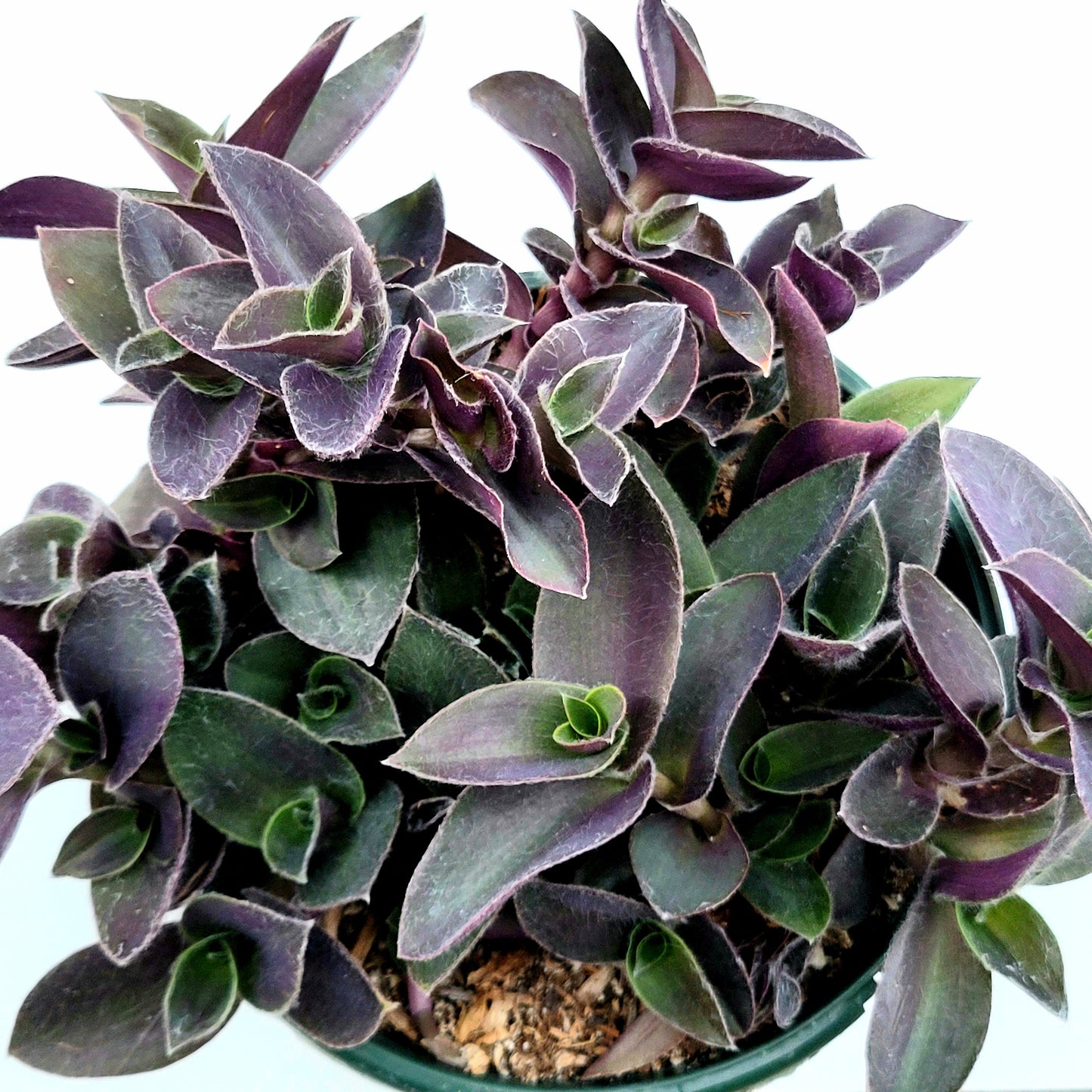 Tradescantia pallida 'Pale Puma' Wandering Dude