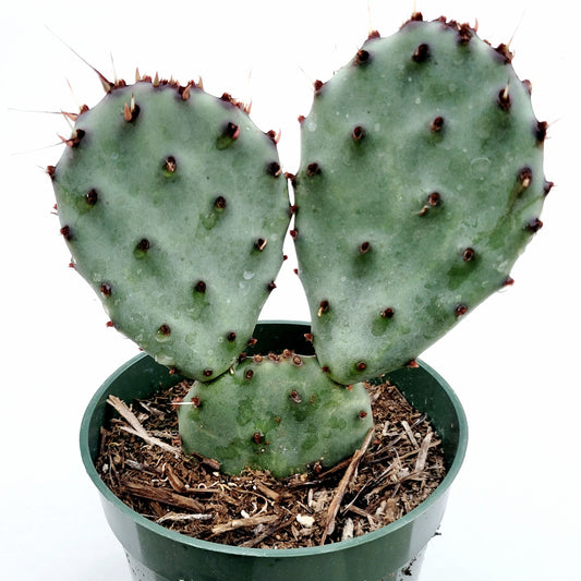 Opuntia santarita Santa Rita Purple Prickly Pear Cactus