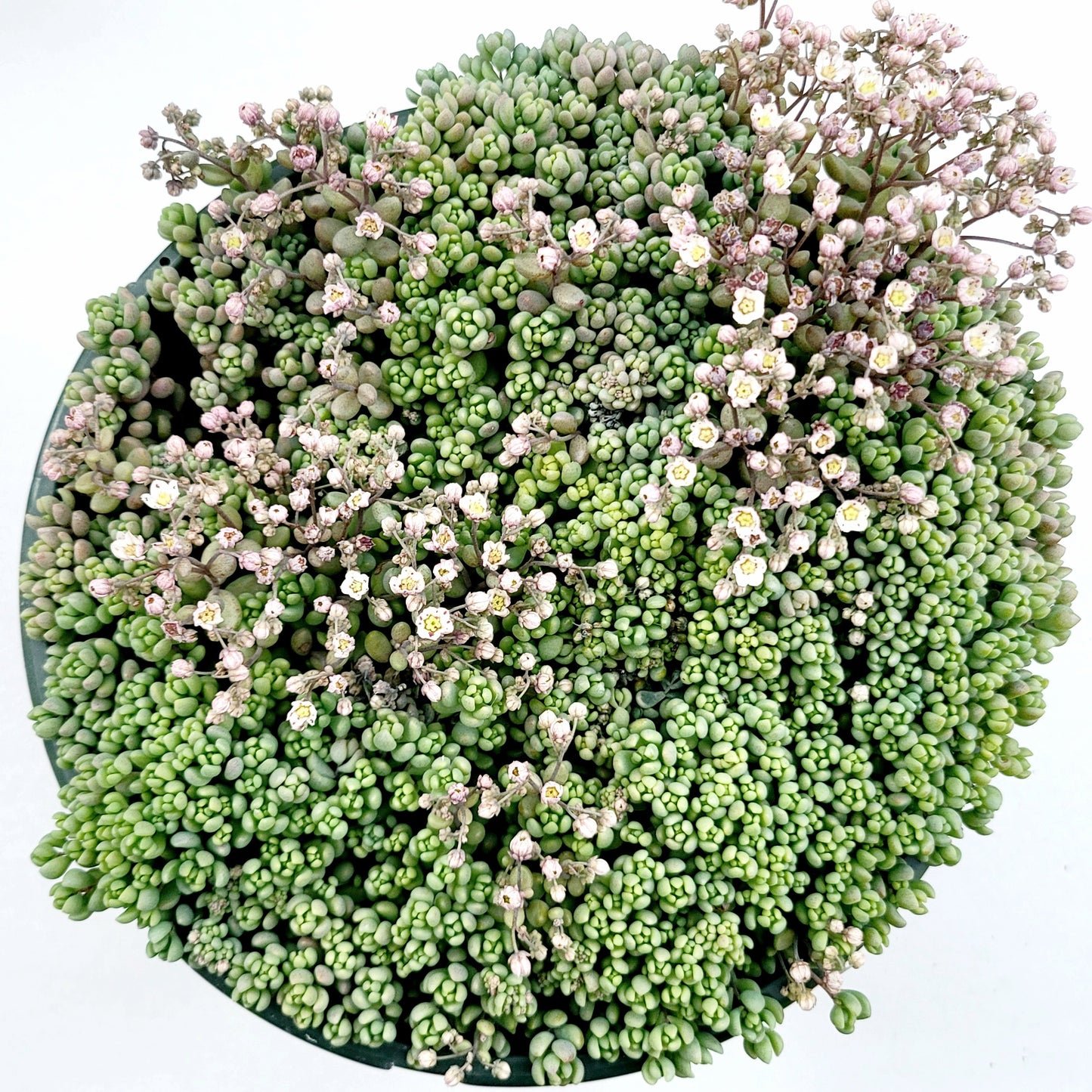 Sedum dasyphyllum 'Corsican Stonecrop'