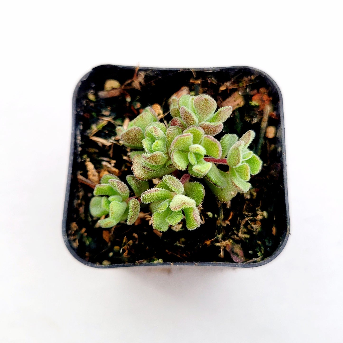 Sedum versadense Korean Succulent