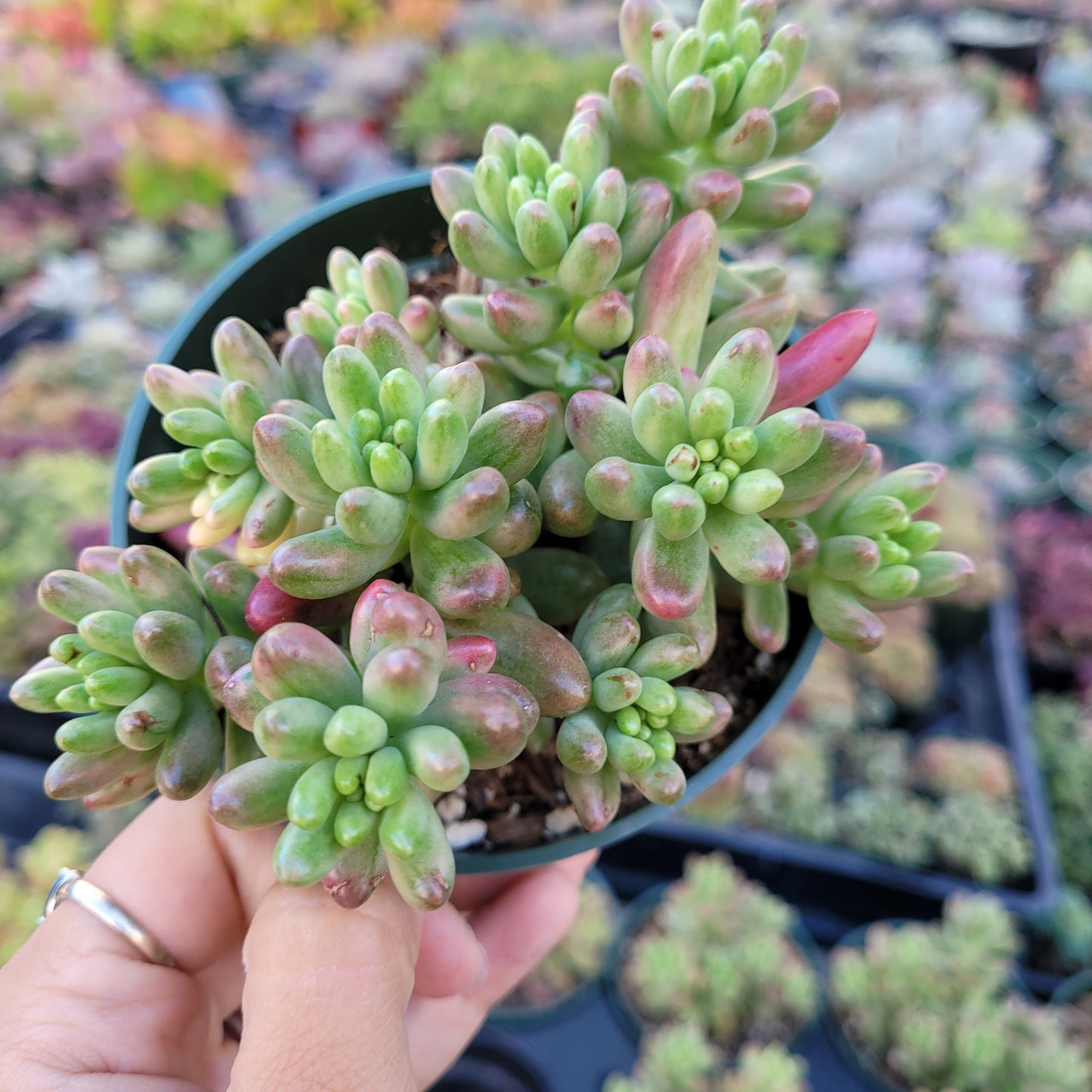 Sedum rubrotinctum 'Aurora' Pink Jelly Bean