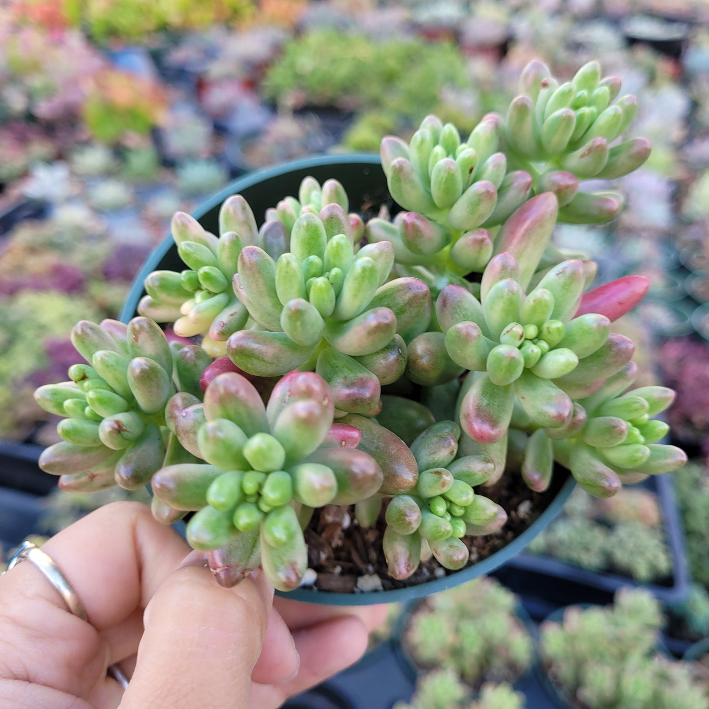 Sedum rubrotinctum 'Aurora' Pink Jelly Bean