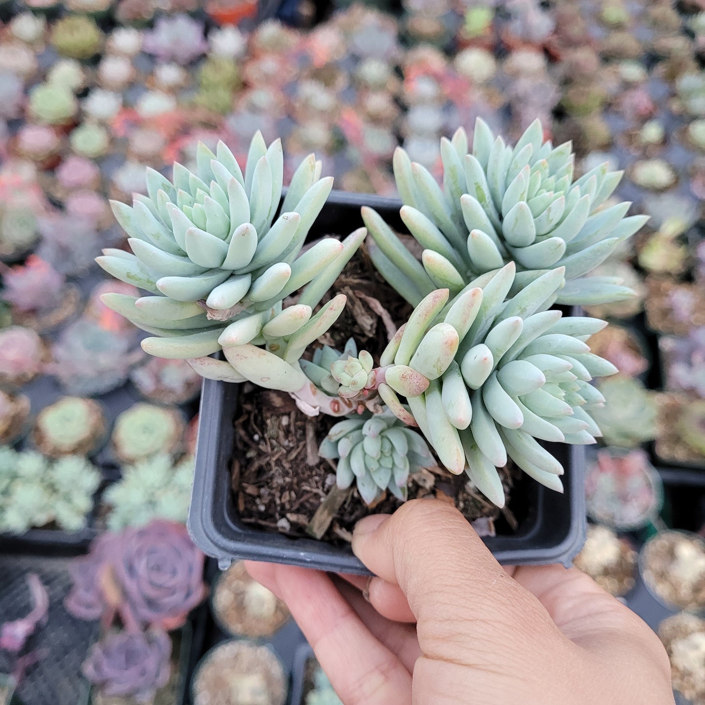 Sedeveria 'Silver Frost'