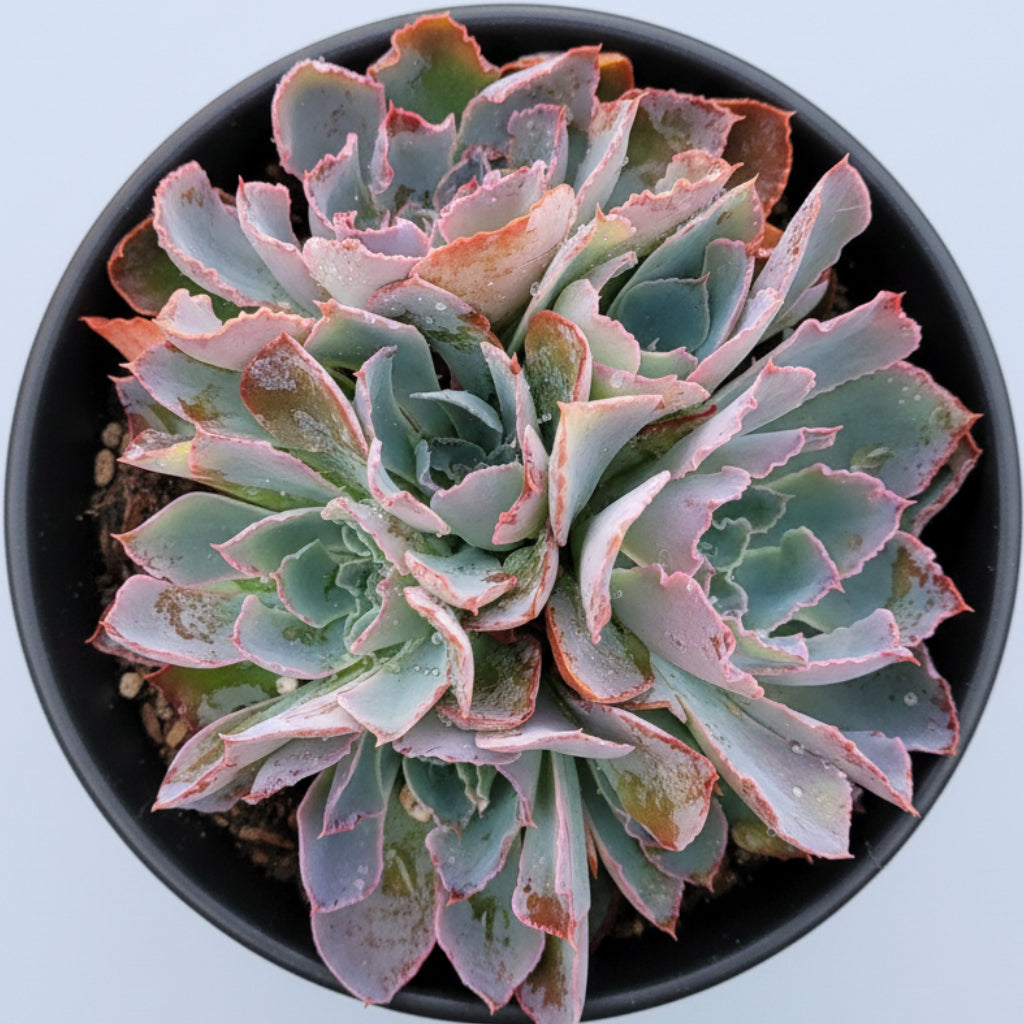 Echeveria 'Neon Breakers'