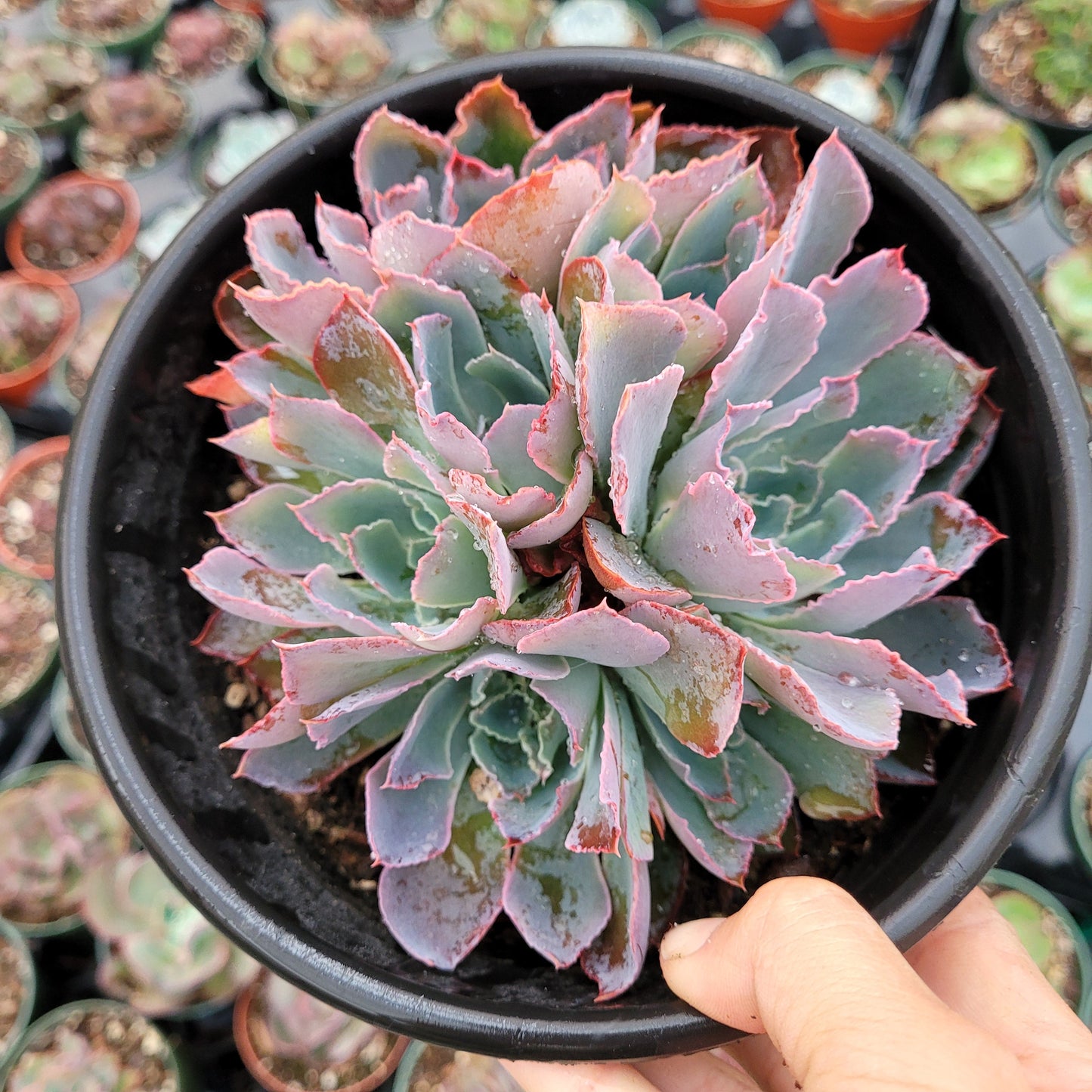 Echeveria 'Neon Breakers'