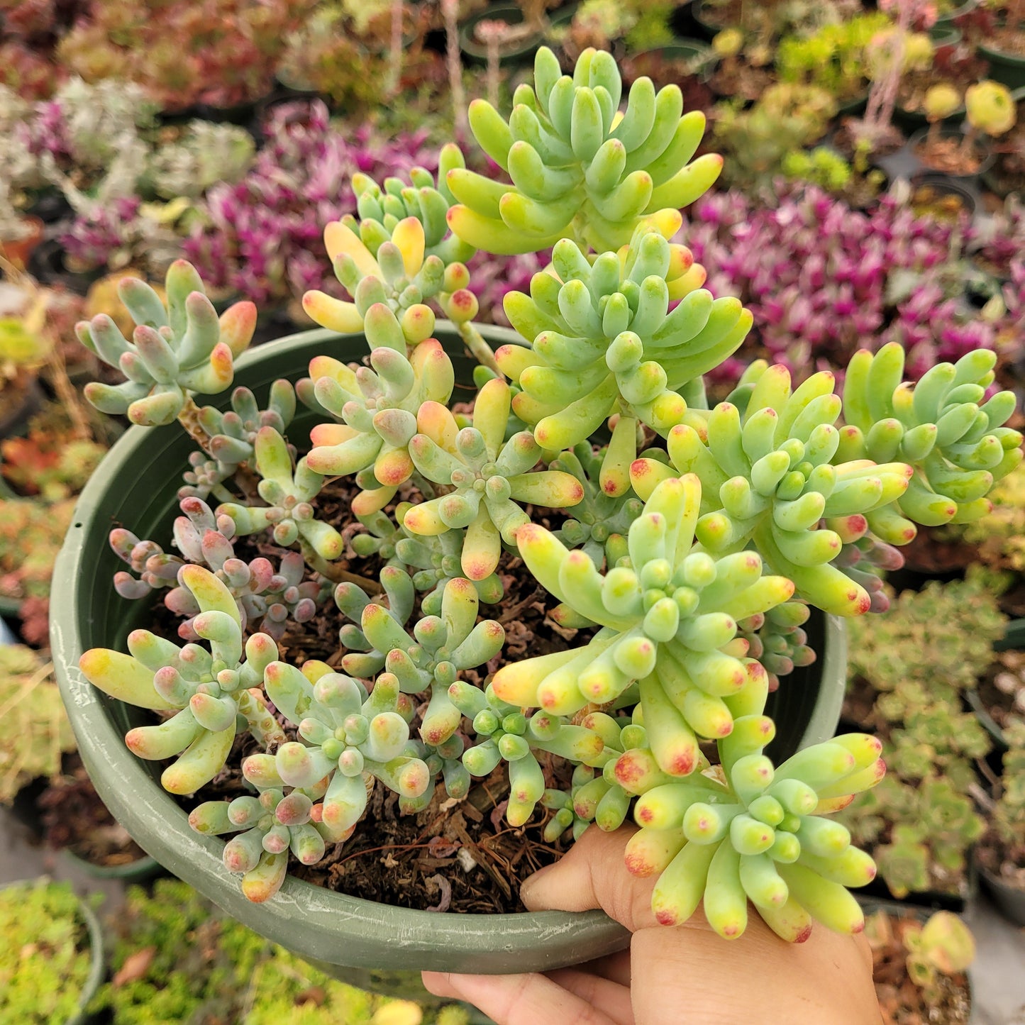 Sedum pachyphyllum 'Jelly Beans'